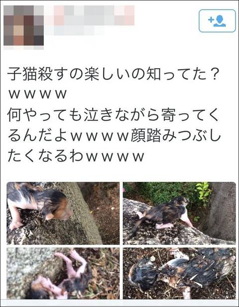 動物虐待 少女が子猫を虐待する画像をツイッターに投稿 子猫殺すの楽しいの知ってた Sns ネット全般